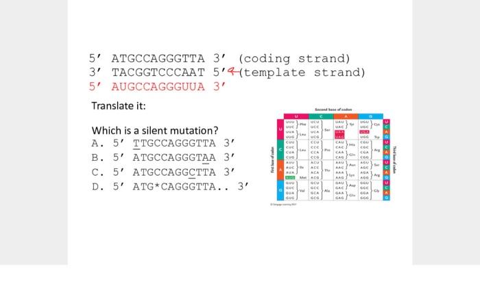 Solved 5' ATGCCAGGGTTA 3' (coding strand) 3' TACGGTCCCAAT | Chegg.com