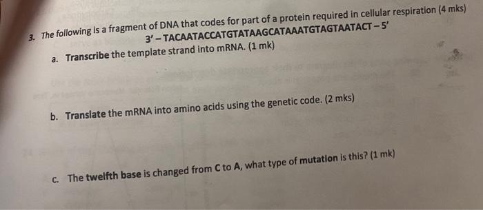 Solved 3. The following is a fragment of DNA that codes for | Chegg.com