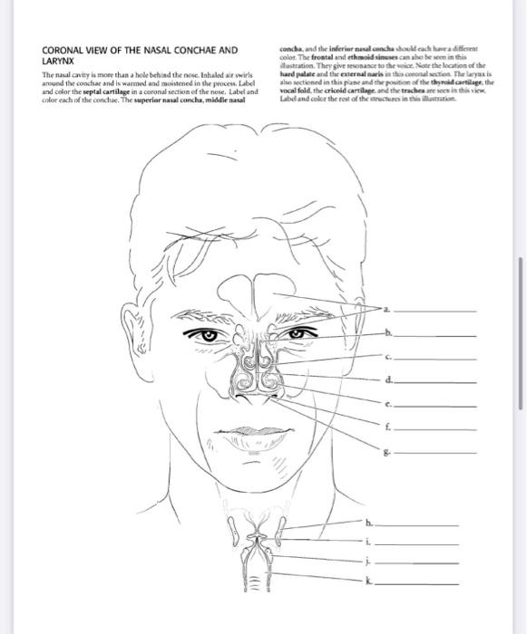 Solved CORONAL VIEW OF THE NASAL CONCHAE AND LARYNX The | Chegg.com