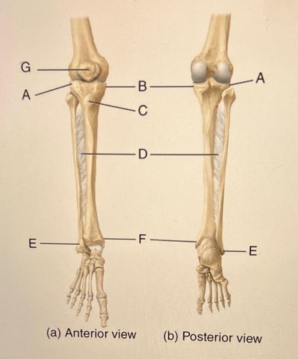 Jun on X: IMO, the Z-shaped orientaion of femur-tibia 2 is unusual for a  pygnogonid unless they're coxae-tibiae. There's also a short section  (arrowhead) between femur and tibia 1 which looks like