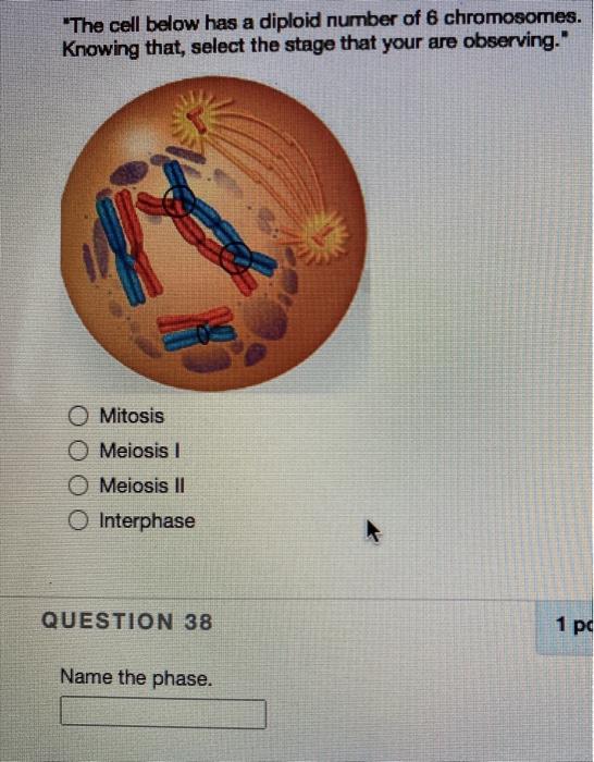 Solved "The cell below has a diploid number of 6 | Chegg.com