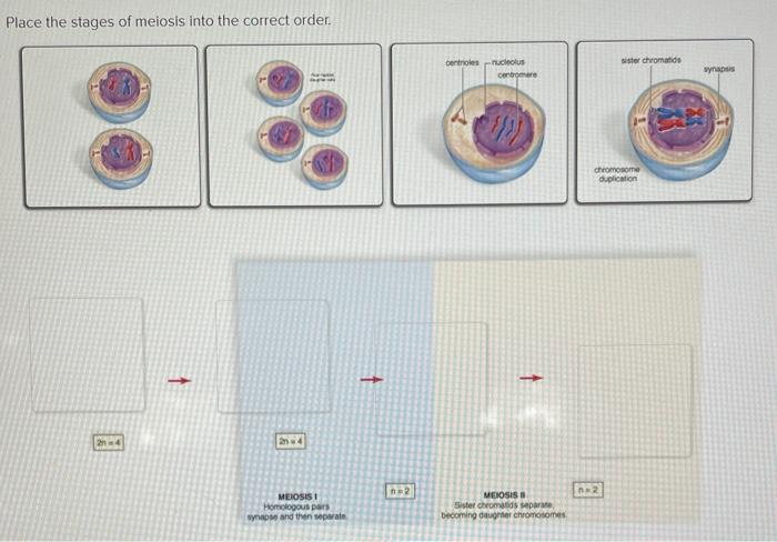 Solved Place the stages of meiosis into the correct order. | Chegg.com