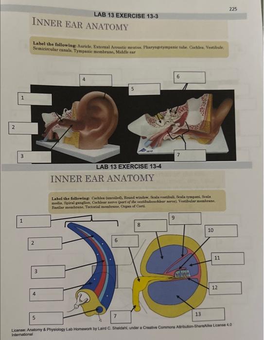Lab 13 exercise 13 3 inner ear anatomy label the chegg