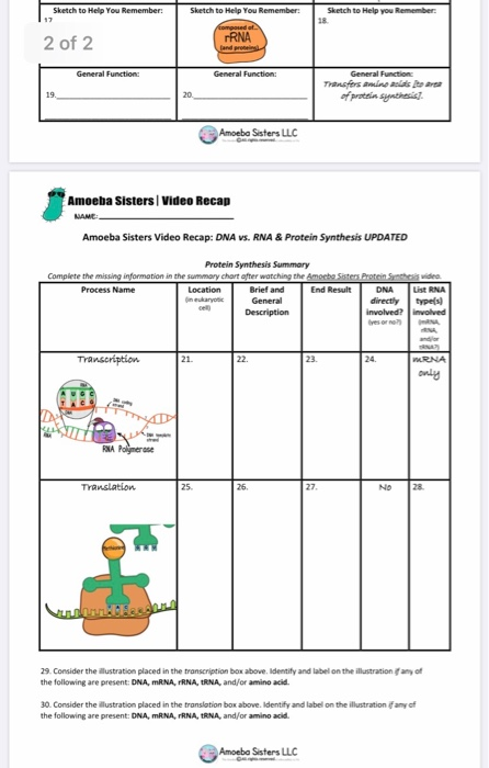 amoeba-sisters-dna-vs-rna-and-protein-synthesis-worksheet-answers-go-images-depot
