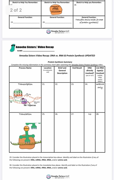 1 2 3 4 Amoeba Sisters Video Recap DNA VS RNA Chegg