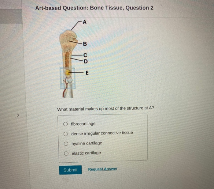 Solved Artbased Question Bone Tissue, Question 2 A B C D