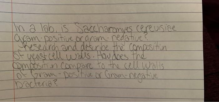 Solved In a lab. is Saccharomyes cerevisiae Gram-positive or | Chegg.com