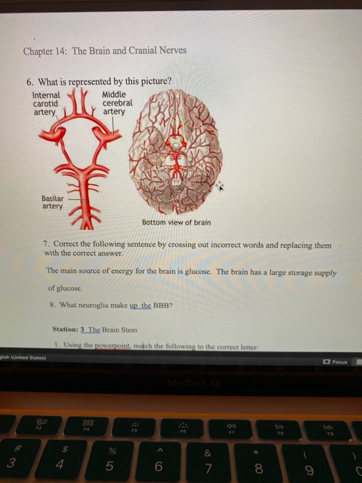 Circle Of Willis Cranial Nerves