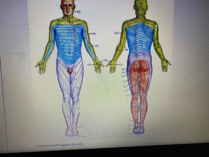 dermatomes netter