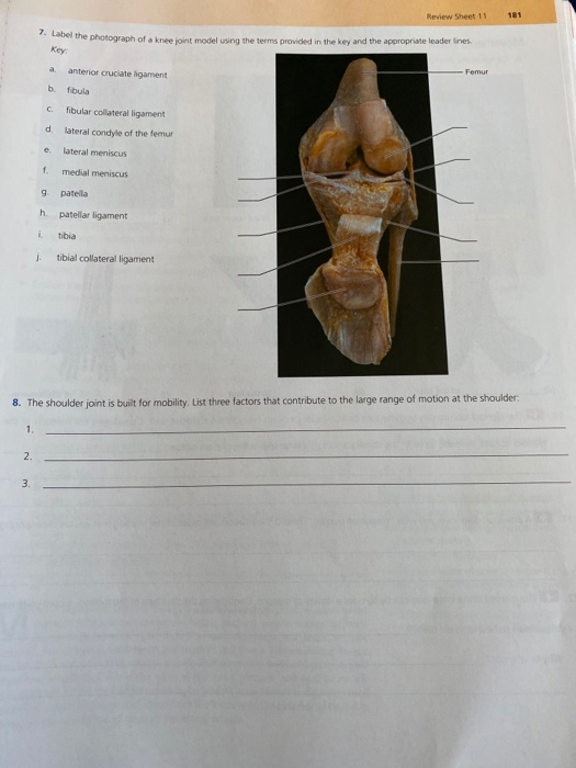 Solved Review Sheet 11 181 7. Label the photograph of a knee | Chegg.com