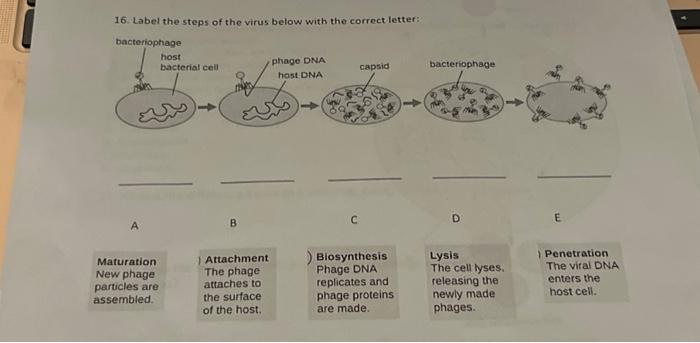 Solved 16. Label the steps of the virus below with the | Chegg.com