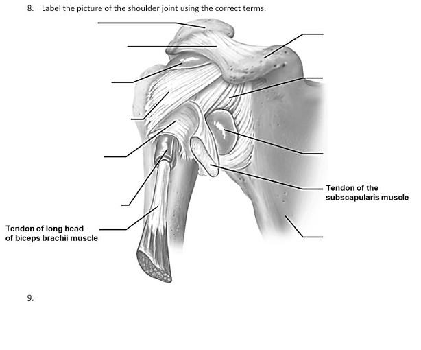 label the human shoulder diagram