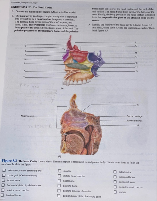 Solved Fondos Exercise 8 Ic The Nasal Cavity 1 Observe