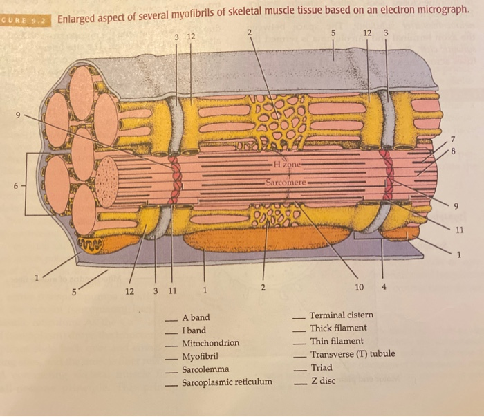 Solved CURE Enlarged aspect of several myofibrils of | Chegg.com