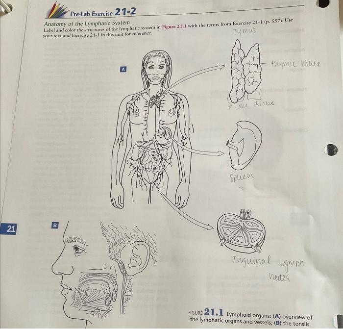 Solved PreLab Exercise 212 Anatomy of the Lymphatic System