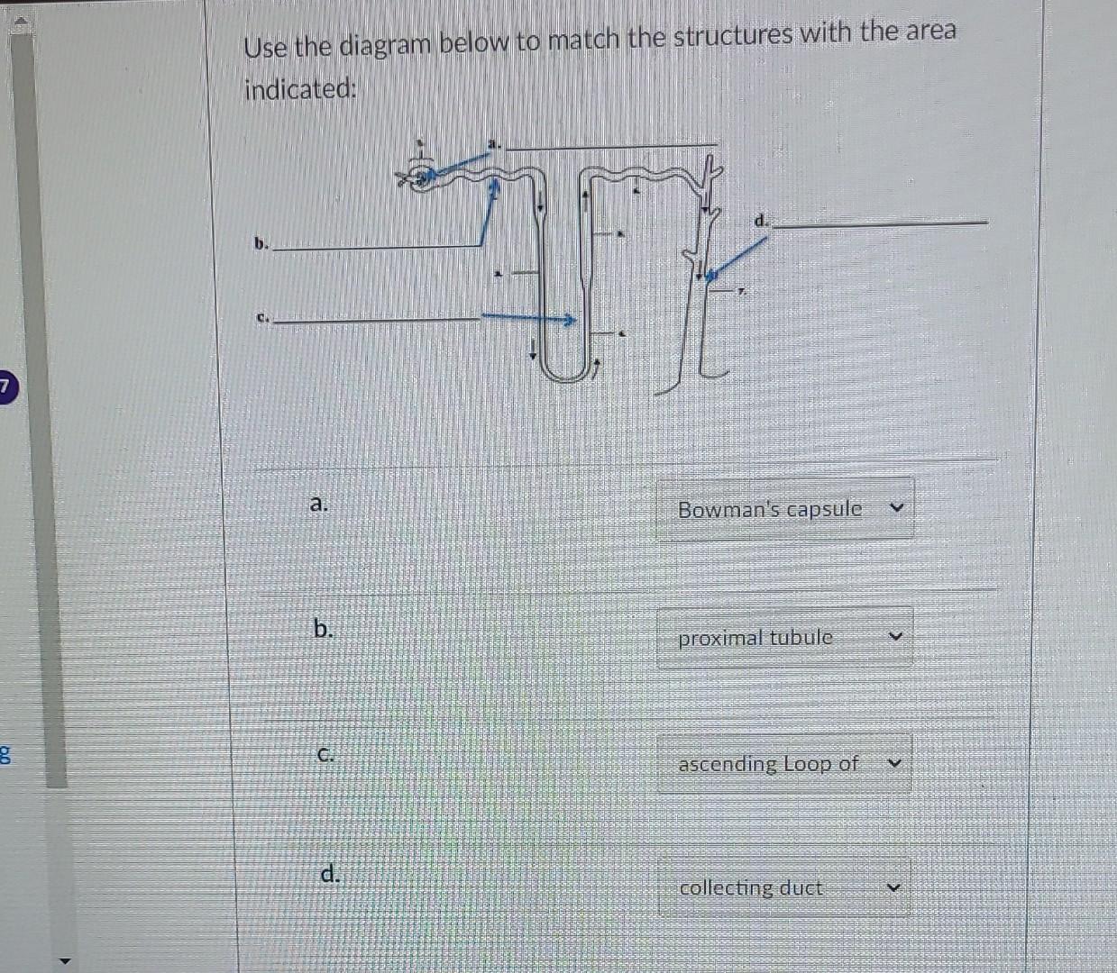 Solved Use the diagram below to match the structures with | Chegg.com