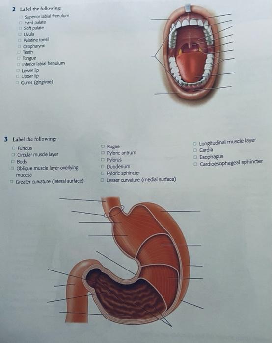Solved 2 Label the following: Superior labial frenulum - | Chegg.com