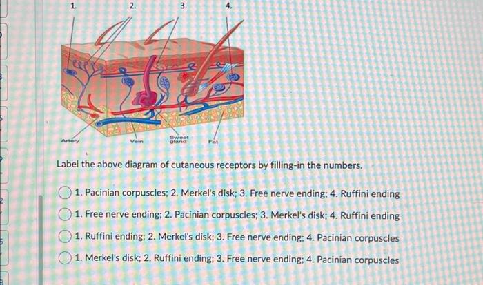 Solved 1. Artery 2. Vein 3. Sweat gland Fat 4. Label the | Chegg.com