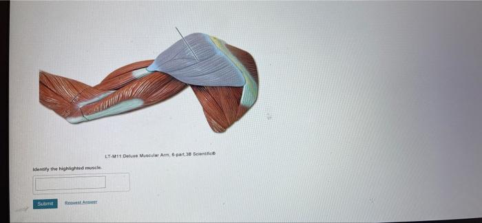 LT-011 Deluxe Muscular Am-part 3 Schi Identify the highlighted muscle Su RUSLAE