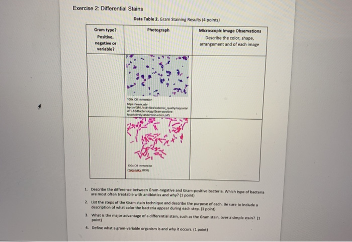 Solved Exercise 2: Differential Stains Data Table 2. Gram | Chegg.com