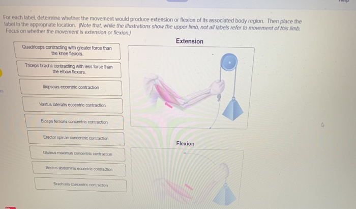 Upper and Lower Limbs Compared Flashcards