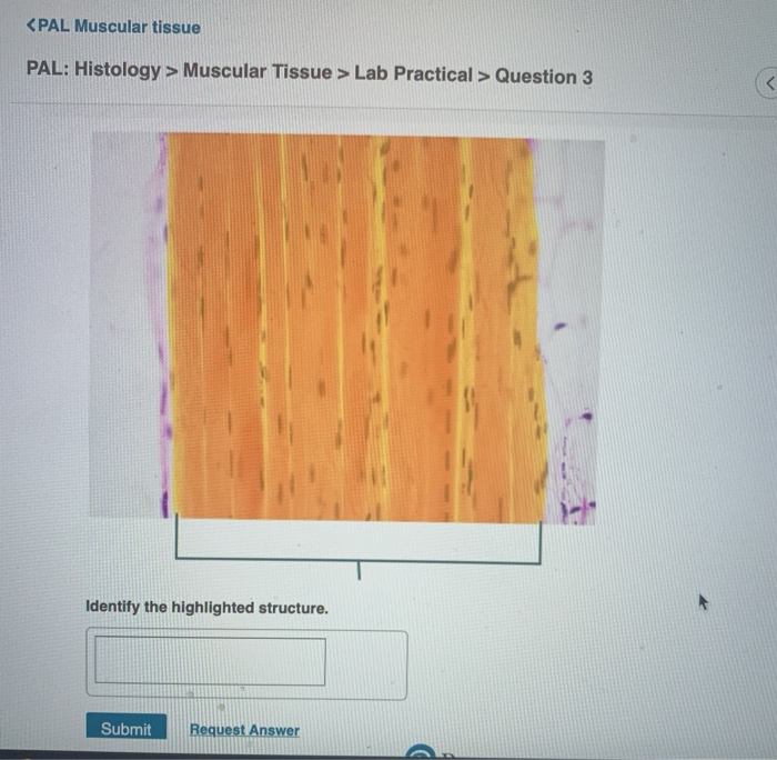 Pal Muscular Tissue Pal Histology Muscular Tissue Chegg 