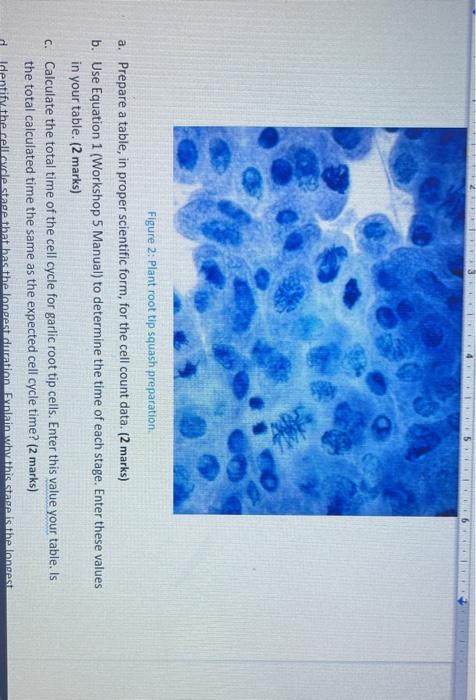 Solved 3145 Figure 2: Plant root tip squash preparation a. | Chegg.com