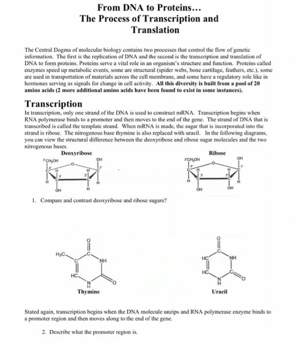 how the process of transcription and translation makes proteins from dna