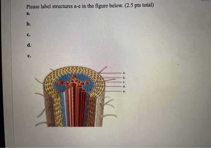 Solved Please label structures a-e in the figure below. (2.5 | Chegg.com