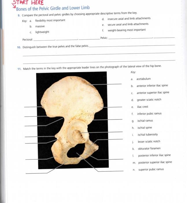 Solved START HERE Bones of the Pelvic Girdle and Lower Limb