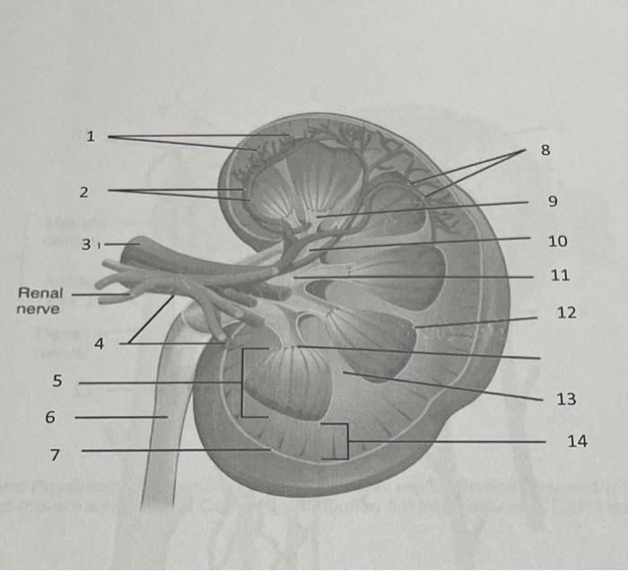 Solved 1. The outer layer of the kidney is called the | Chegg.com