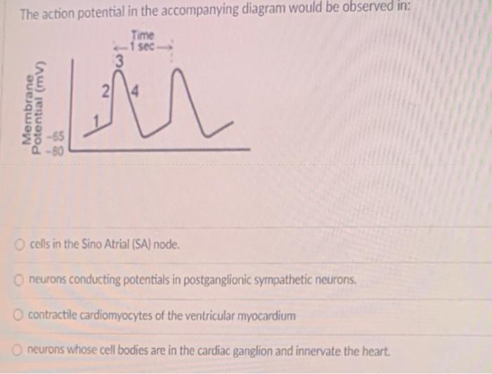 Solved The Action Potential In The Accompanying Diagram | Chegg.com