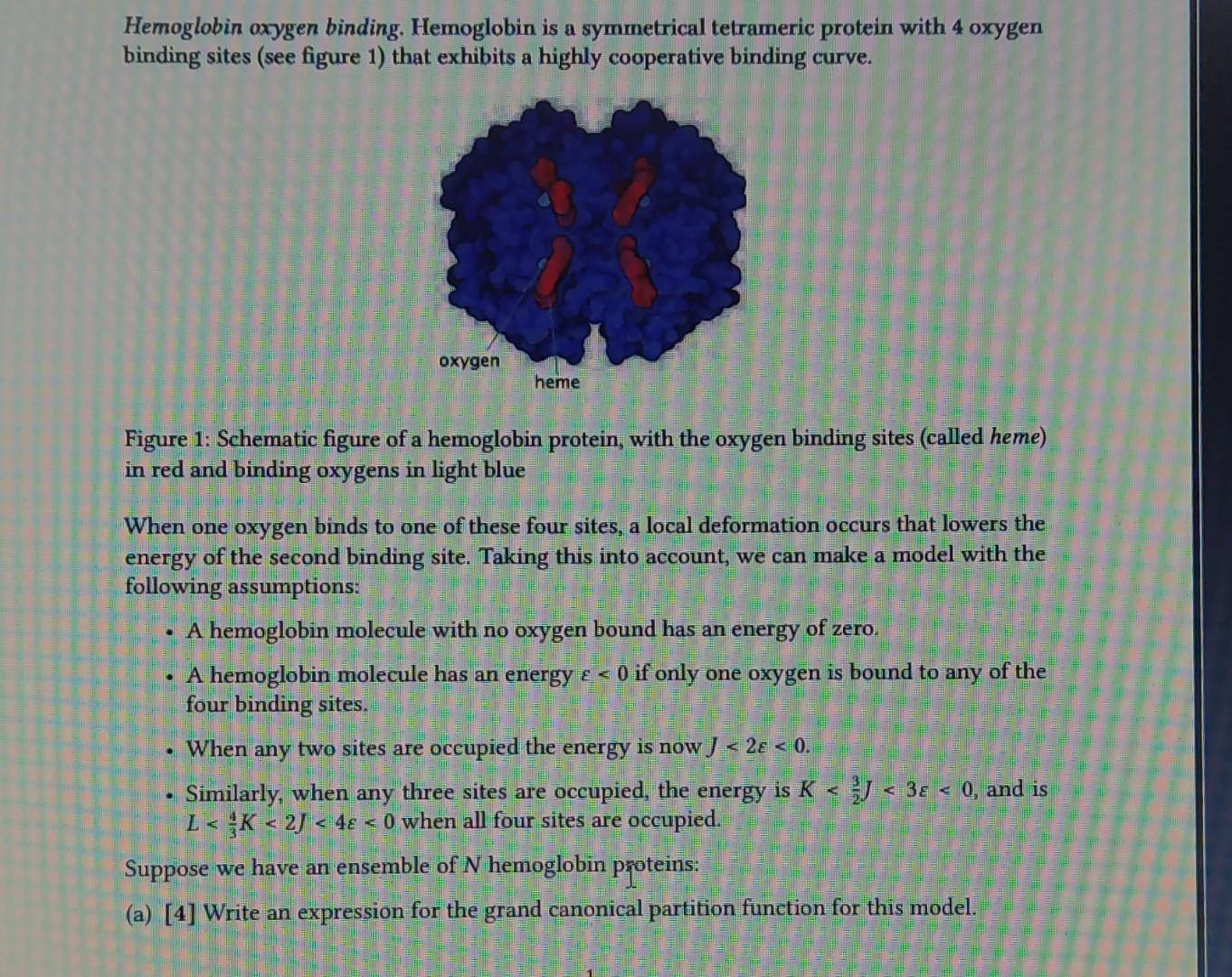 Hemoglobin oxygen binding. Hemoglobin is a symmetrical tetrameric protein with 4 oxygen binding sites (see figure 1) that exh