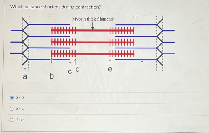 Solved Which distance shortens during contraction? | Chegg.com