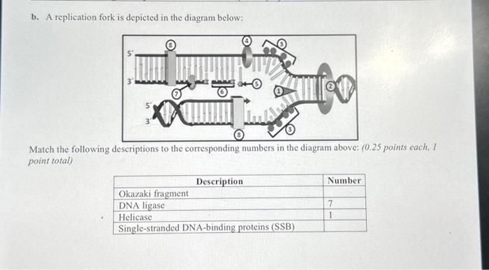 Solved b. A replication fork is depicted in the diagram | Chegg.com