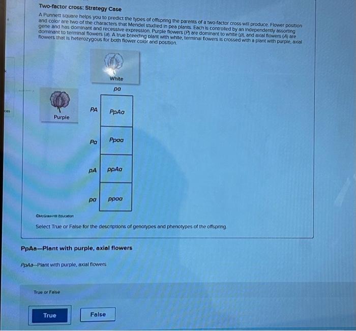 solved-two-factor-cross-strategy-case-a-punnett-square-chegg