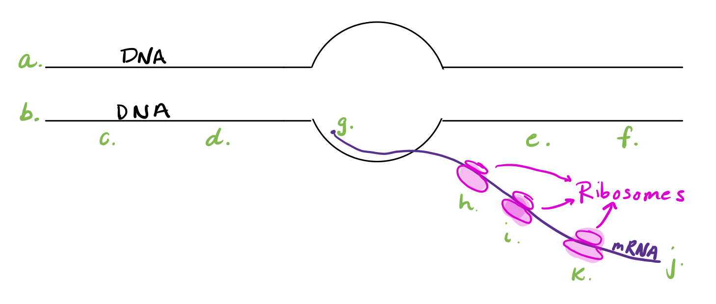 the following shows a transcription bubble identify... Solved The diagram below shows a “transcription bubble” and | Chegg.com