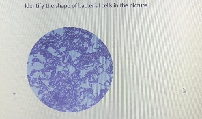 Identify the shape of bacterial cells in the picture | Chegg.com