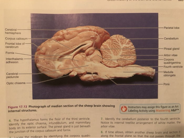 Sheep Brain Inferior Surface Of The