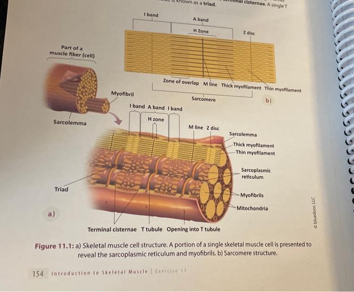 Solved LABELING ACTIVITY: MUSCLE FIBER group of myofibrils 2 | Chegg.com