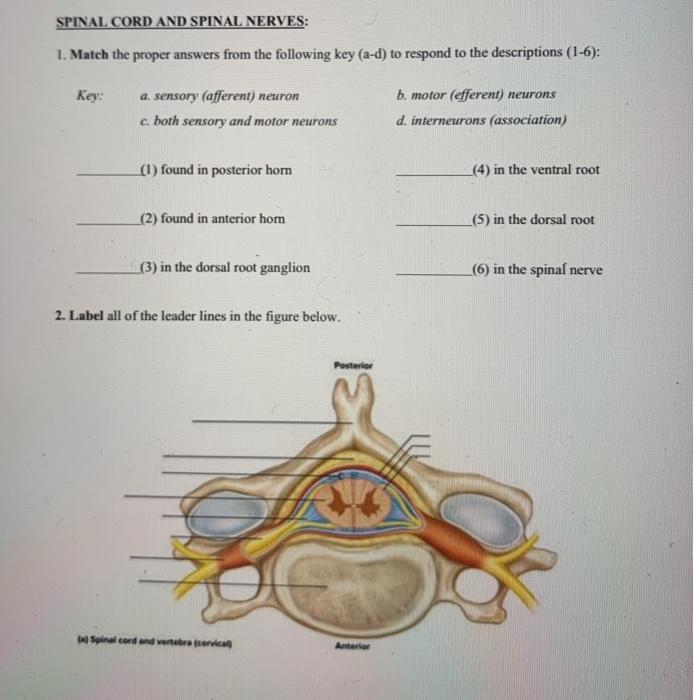 Solved SPINAL CORD AND SPINAL NERVES: 1. Match the proper | Chegg.com