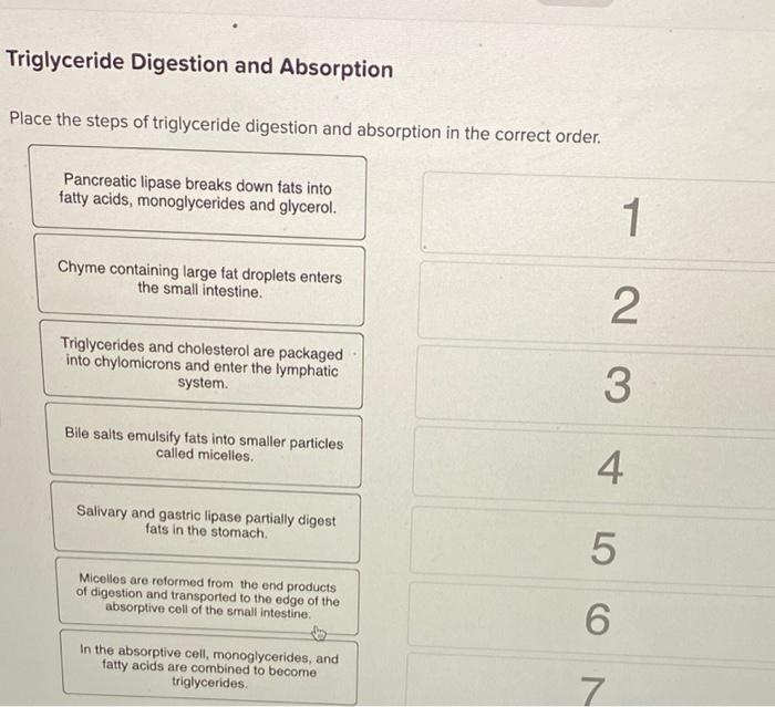 Solved Triglyceride Digestion and Absorption Place the steps