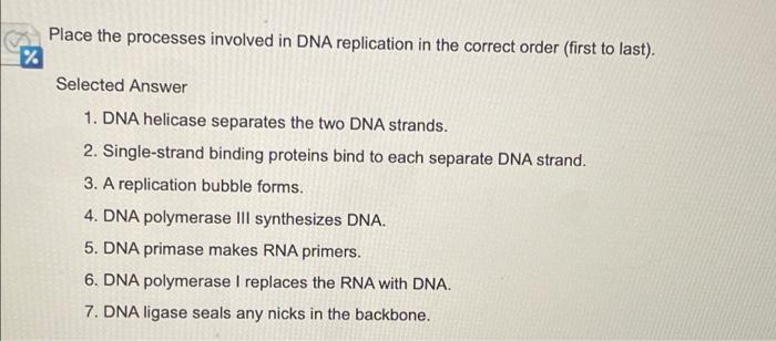 Solved Place the processes involved in DNA replication in | Chegg.com