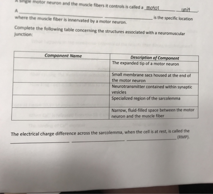 Solved A single motor neuron and the muscle fibers it | Chegg.com
