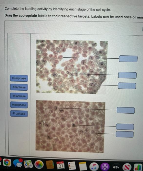 Drag the appropriate labels to their respective | Chegg.com