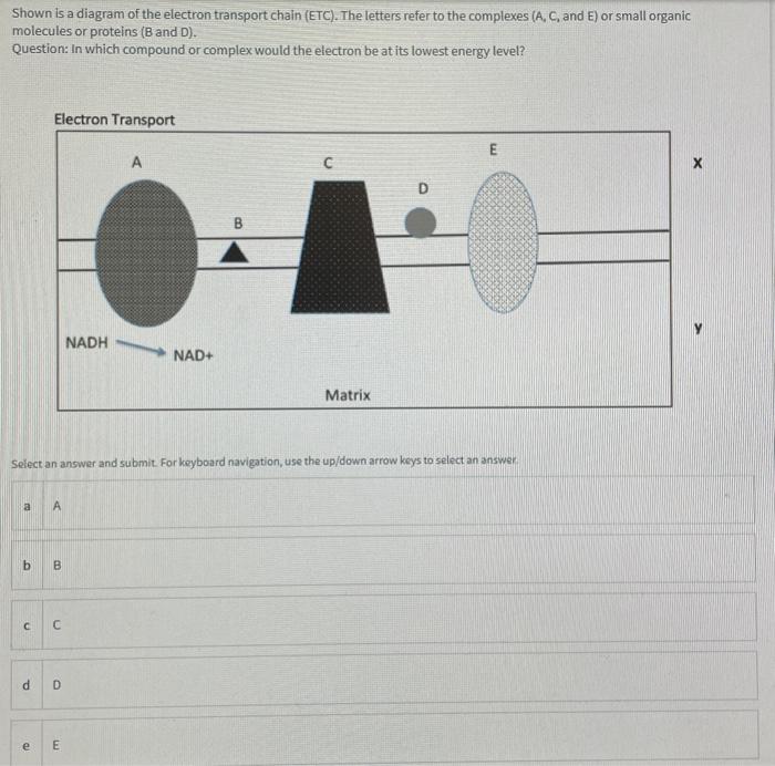 Solved Shown is a diagram of the electron transport chain | Chegg.com
