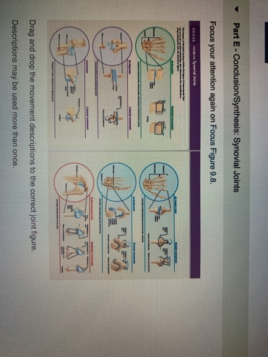 28 Drag The Labels Onto The Diagram To Identify The Various Types Of Synarthroses And Amphiarthroses Wiring Diagram Niche