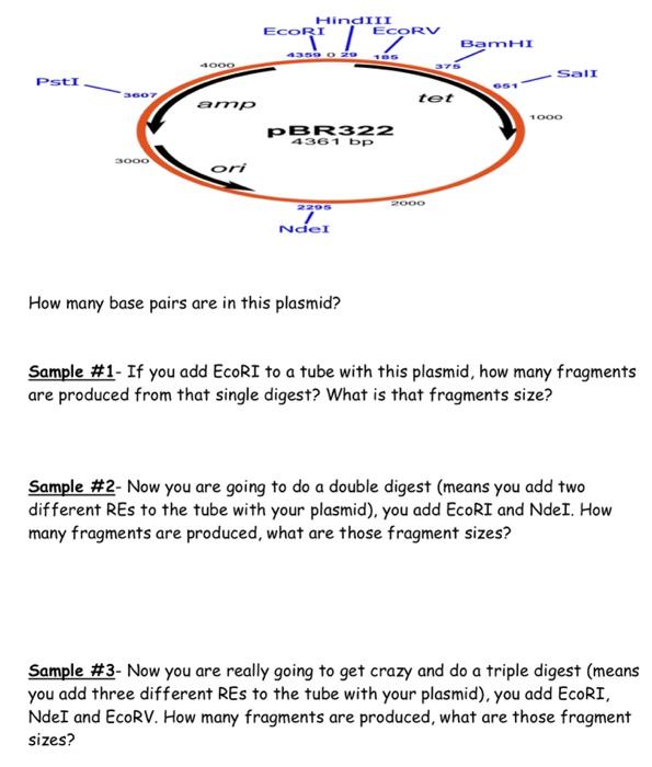 Solved How many base pairs are in this plasmid? Sample #1- | Chegg.com