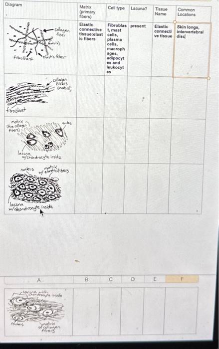 Solved fill in the connective tissue diagram | Chegg.com