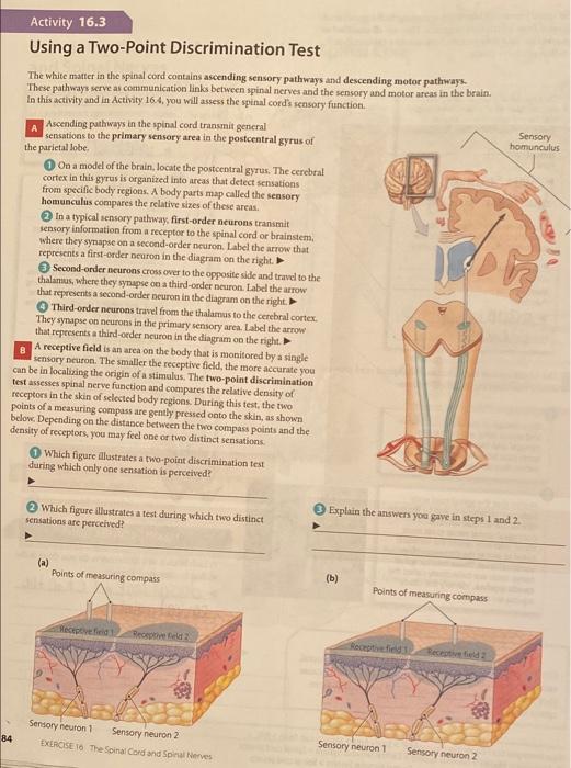 Solved Sensory homunculus Activity 16.3 Using a Two-Point | Chegg.com